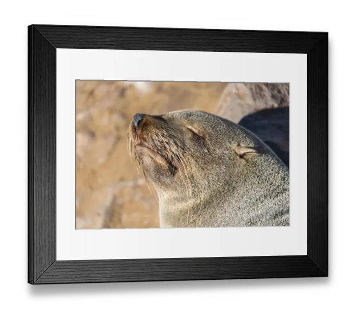 Framed Print : Sleeping Brown Fur Seal or Cape Fur Seal -Arctocephalus pusillus-, Dorob National Park, Cape Cross, Namibia Framed Print : Sleeping Brown Fur Seal or Cape Fur Seal -Arctocephalus pusillus-, Dorob National Park, Cape Cross, Namibia