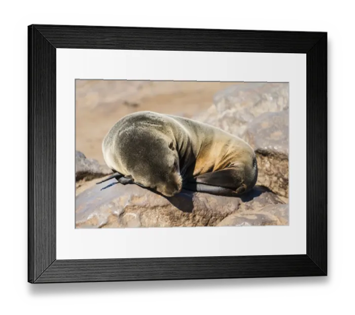 Framed Print : Young Brown Fur Seal or Cape Fur Seal -Arctocephalus pusillus- sleeping on a rock, Dorob National Park, Cape Cross, Namibia Framed Print : Young Brown Fur Seal or Cape Fur Seal -Arctocephalus pusillus- sleeping on a rock, Dorob National Park, Cape Cross, Namibia