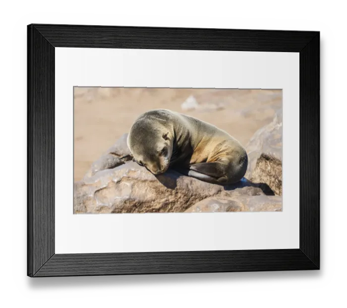 Framed Print : Young Brown Fur Seal or Cape Fur Seal -Arctocephalus pusillus- sleeping on a rock, Dorob National Park, Cape Cross, Namibia Framed Print : Young Brown Fur Seal or Cape Fur Seal -Arctocephalus pusillus- sleeping on a rock, Dorob National Park, Cape Cross, Namibia