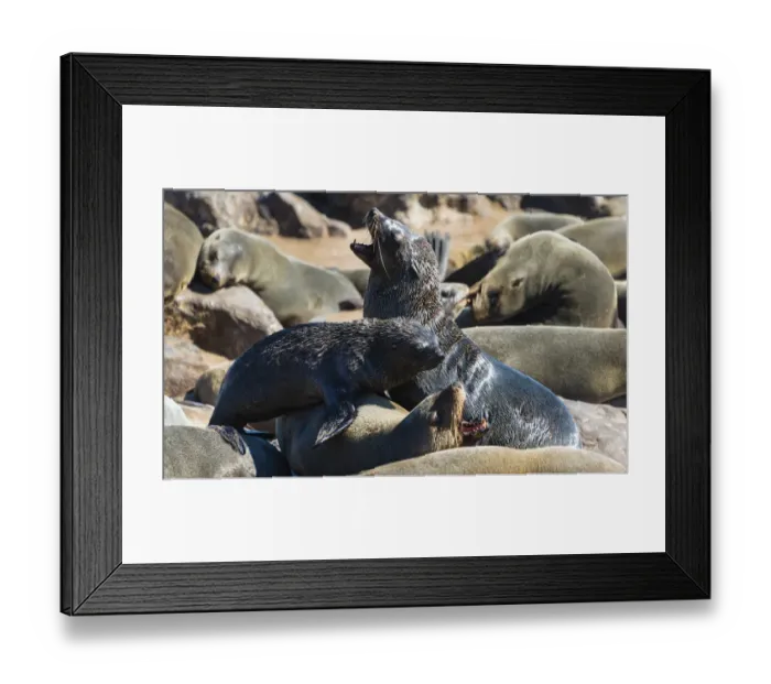 Framed Print : Fighting Brown Fur Seals or Cape Fur Seals -Arctocephalus pusillus- in a colony, Dorob National Park, Cape Cross, Namibia