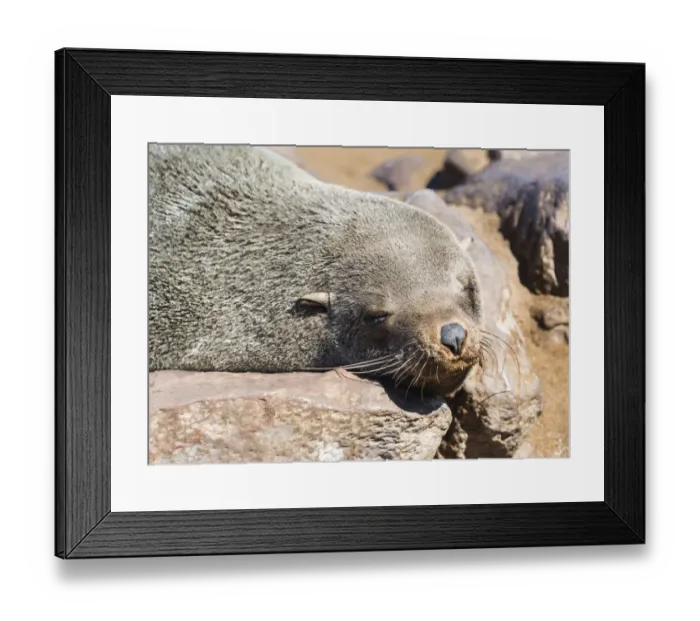 Framed Print : Brown Fur Seal or Cape Fur Seal -Arctocephalus pusillus- resting on a rock, Dorob National Park, Cape Cross, Namibia Framed Print : Brown Fur Seal or Cape Fur Seal -Arctocephalus pusillus- resting on a rock, Dorob National Park, Cape Cross, Namibia