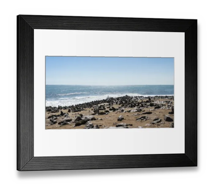 Framed Print : Colony of Brown Fur Seals or Cape Fur Seals -Arctocephalus pusillus-, Dorob National Park, Cape Cross, Namibia Framed Print : Colony of Brown Fur Seals or Cape Fur Seals -Arctocephalus pusillus-, Dorob National Park, Cape Cross, Namibia