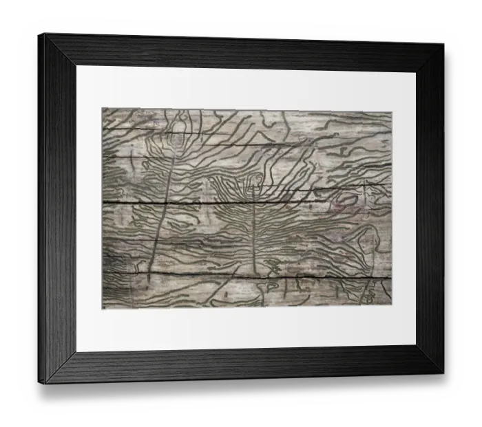 Framed Print : Larval galleries in wood, Stuttgart, Baden-Wuerttemberg, Germany, Europe Framed Print : Larval galleries in wood, Stuttgart, Baden-Wuerttemberg, Germany, Europe