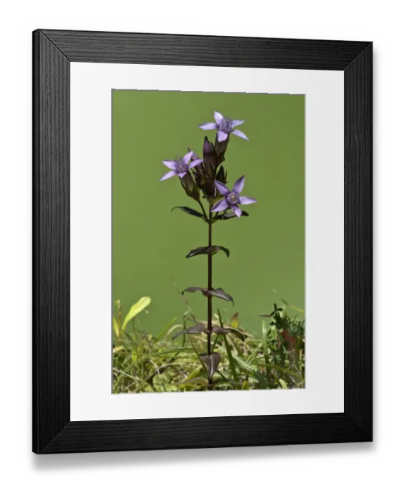 Framed Print : Chiltern Gentian -Gentianella germanica-, Degenfeld, Schwabische Alb, Baden-Wurttemberg, Germany