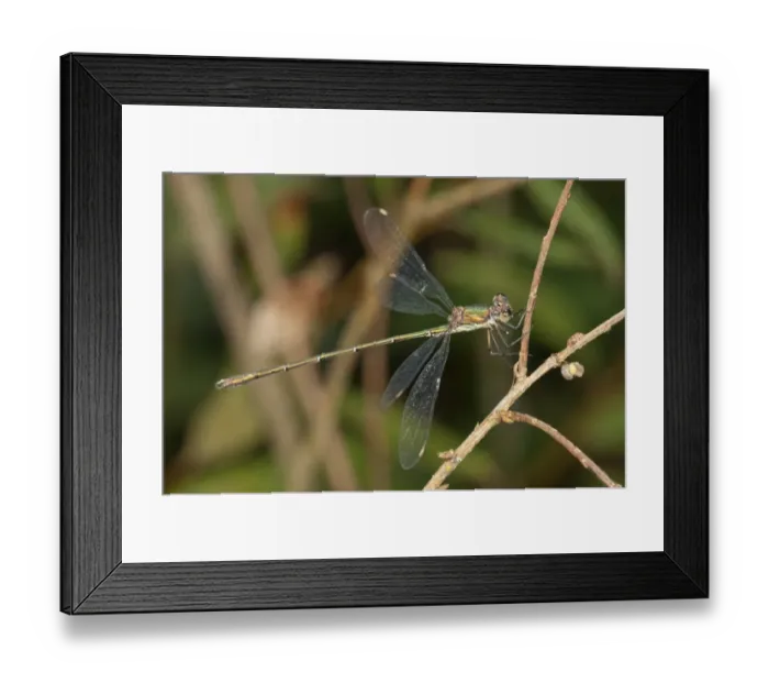 Framed Print : Western Willow Spreadwing -Lestes viridis- Untergroeningen, Baden-Wuerttemberg, Germany, Europe Framed Print : Western Willow Spreadwing -Lestes viridis- Untergroeningen, Baden-Wuerttemberg, Germany, Europe