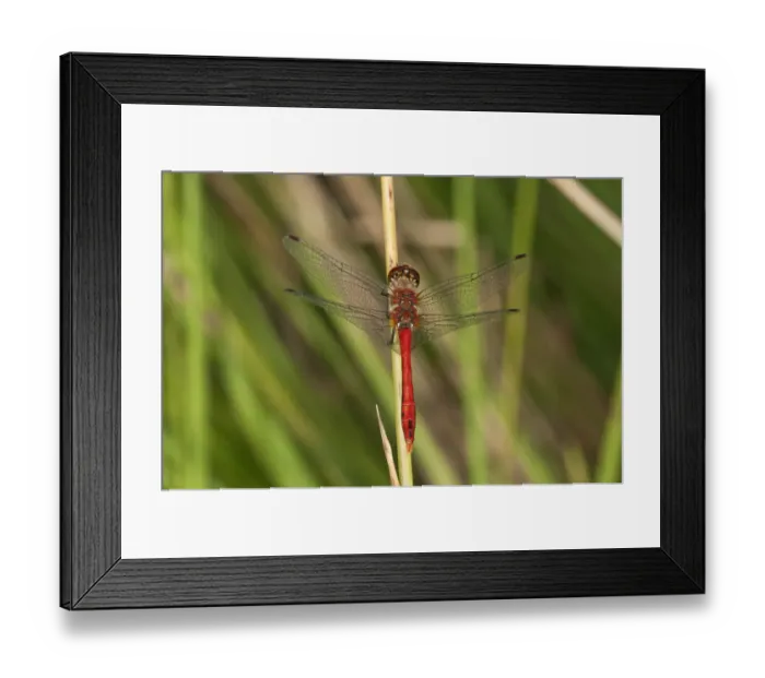 Framed Print : Ruddy Darter -Sympetrum sanguineum-, male, Untergroeningen, Baden-Wuerttemberg, Germany, Europe Framed Print : Ruddy Darter -Sympetrum sanguineum-, male, Untergroeningen, Baden-Wuerttemberg, Germany, Europe