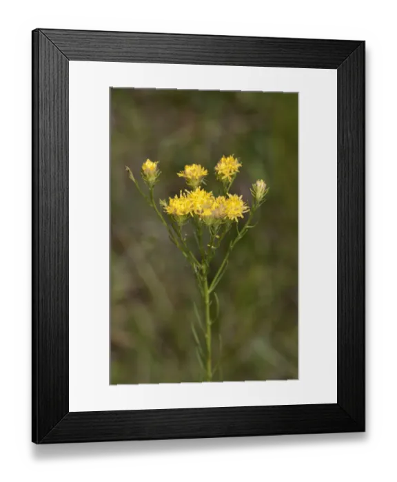 Framed Print : Goldilocks Aster -Aster linosyris-, rare, Degenfeld, Baden-Wuerttemberg, Germany, Europe