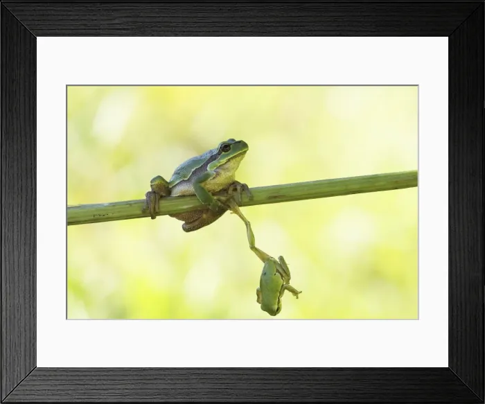 Framed Print : Two European Treefrogs -Hyla arborea- perched on a blade of grass, Tyrol, Austria Framed Print : Two European Treefrogs -Hyla arborea- perched on a blade of grass, Tyrol, Austria