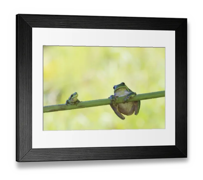 Framed Print : Two European Treefrogs -Hyla arborea- perched on a blade of grass, Tyrol, Austria Framed Print : Two European Treefrogs -Hyla arborea- perched on a blade of grass, Tyrol, Austria