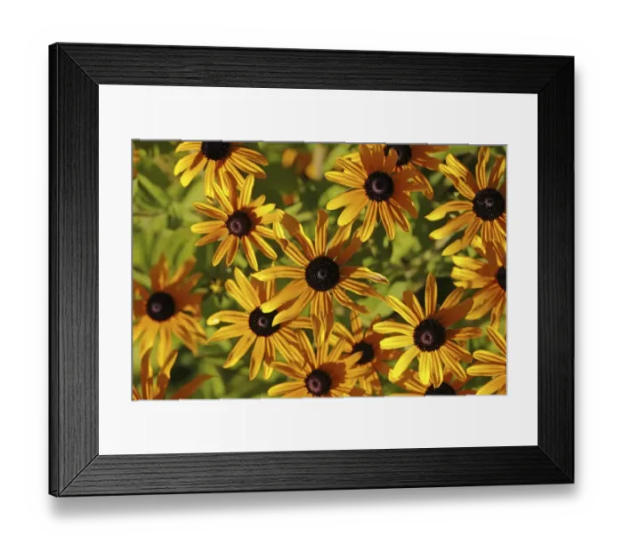 Framed Print : Orange coneflower -Rudbeckia fulgida var-, blossoms, Baden-Wuerttemberg, Germany, Europe Framed Print : Orange coneflower -Rudbeckia fulgida var-, blossoms, Baden-Wuerttemberg, Germany, Europe