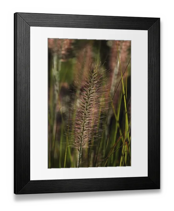 Framed Print : Chinese pennisetum, Dwarf fountain grass -Pennisetum alopecuroides-, Baden-Wuerttemberg, Germany, Europe Framed Print : Chinese pennisetum, Dwarf fountain grass -Pennisetum alopecuroides-, Baden-Wuerttemberg, Germany, Europe