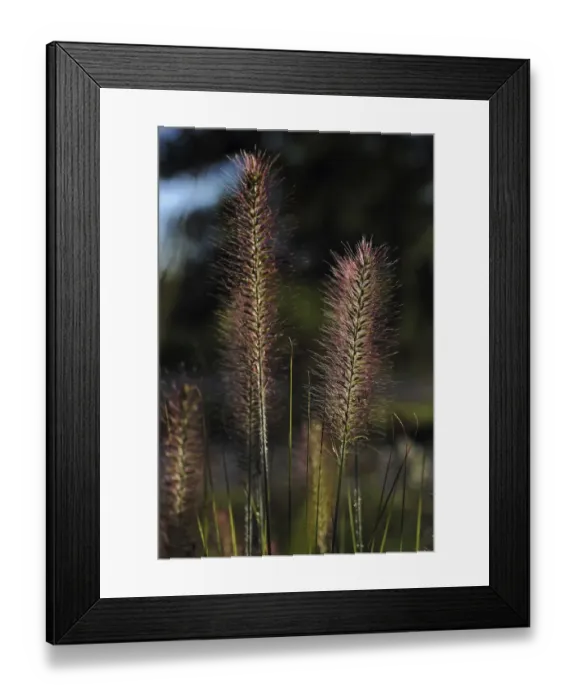 Framed Print : Chinese pennisetum, Dwarf fountain grass -Pennisetum alopecuroides-, Baden-Wuerttemberg, Germany, Europe Framed Print : Chinese pennisetum, Dwarf fountain grass -Pennisetum alopecuroides-, Baden-Wuerttemberg, Germany, Europe