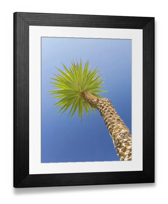 Framed Print : Yucca against blue sky, Italy Framed Print : Yucca against blue sky, Italy