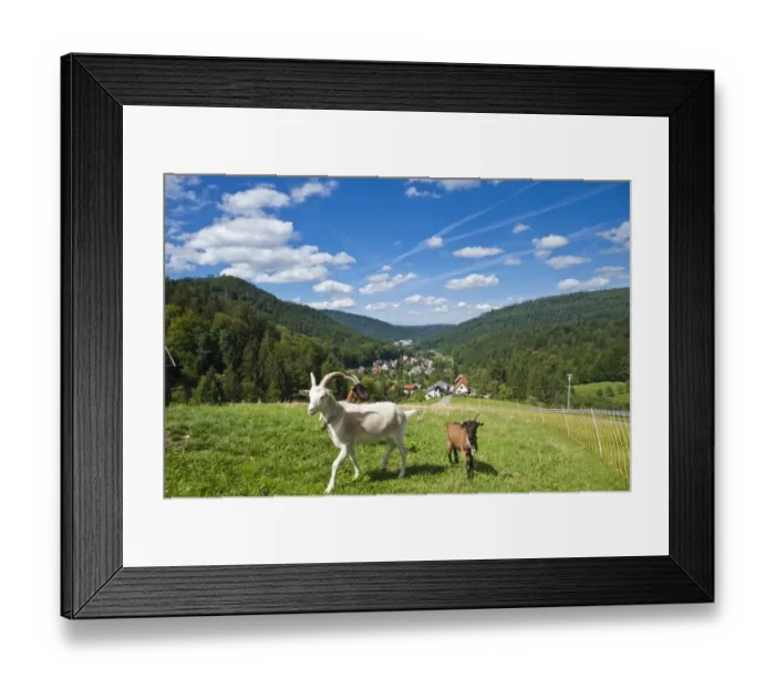Framed Print : Domestic goats -Capra aegagrus hircus-, Oberes Gaistal valley, Schwarzwald, Bad Herrenalb, Baden-Wurttemberg, Germany Framed Print : Domestic goats -Capra aegagrus hircus-, Oberes Gaistal valley, Schwarzwald, Bad Herrenalb, Baden-Wurttemberg, Germany