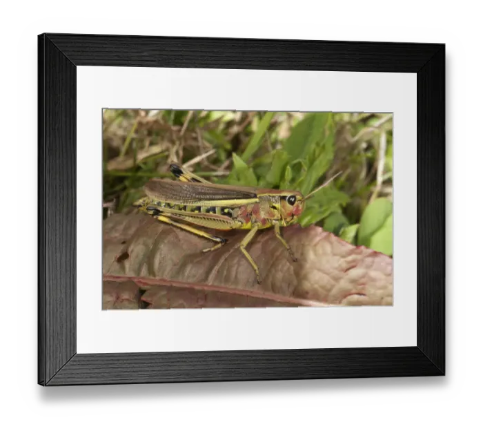 Framed Print : Large Marsh Grasshopper -Stethophyma grossum-, female, Untergroeningen, Baden-Wuerttemberg, Germany, Europe Framed Print : Large Marsh Grasshopper -Stethophyma grossum-, female, Untergroeningen, Baden-Wuerttemberg, Germany, Europe