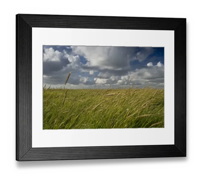 Framed Print : Salt meadows, Westerheversand, Westerhever, Eiderstedt, North Frisia, Schleswig-Holstein, Germany Framed Print : Salt meadows, Westerheversand, Westerhever, Eiderstedt, North Frisia, Schleswig-Holstein, Germany