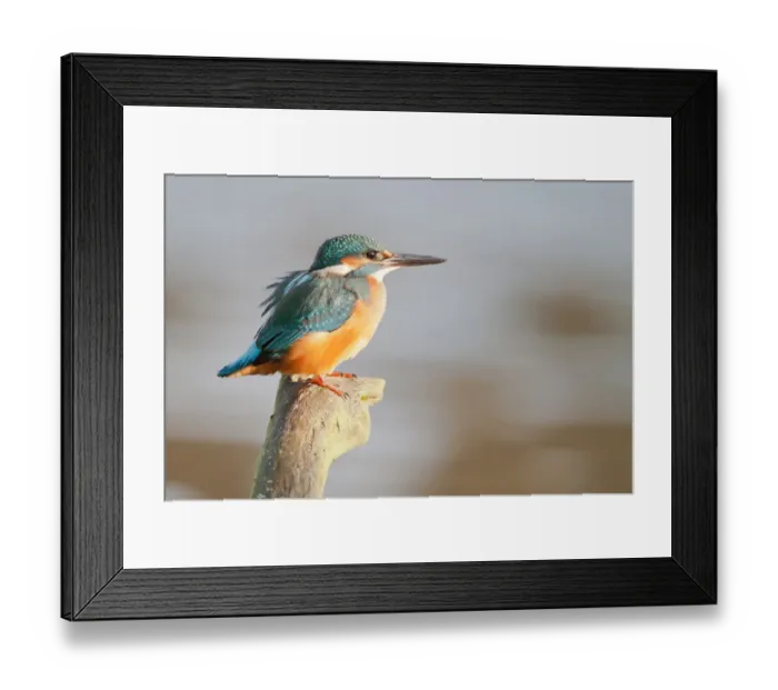Framed Print : Kingfisher -Alcedo atthis- perched on a branch, North Hesse, Hesse, Germany Framed Print : Kingfisher -Alcedo atthis- perched on a branch, North Hesse, Hesse, Germany