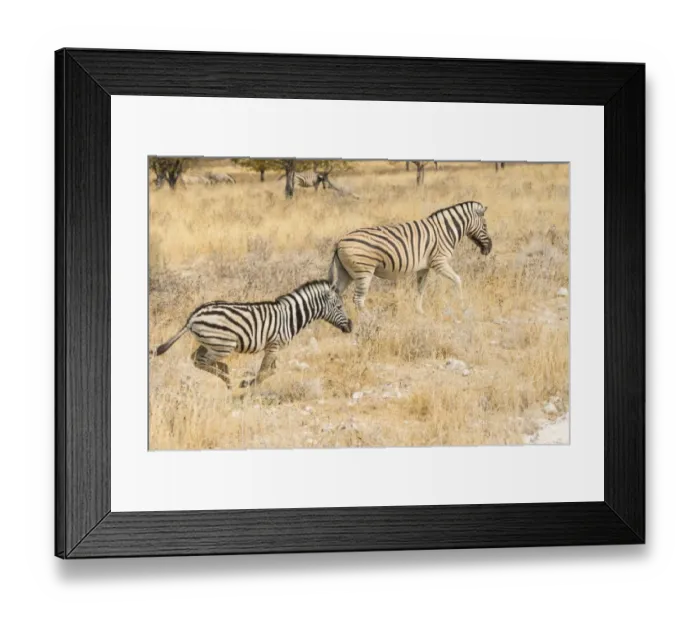 Framed Print : Plains Zebras or Burchells Zebras -Equus quagga burchelli-, Etosha National Park, Namibia