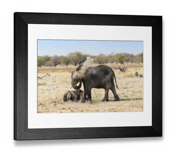 Framed Print : African Elephants -Loxodonta africana- female with calf taking a dust bath, Etosha National Park, Namibia Framed Print : African Elephants -Loxodonta africana- female with calf taking a dust bath, Etosha National Park, Namibia