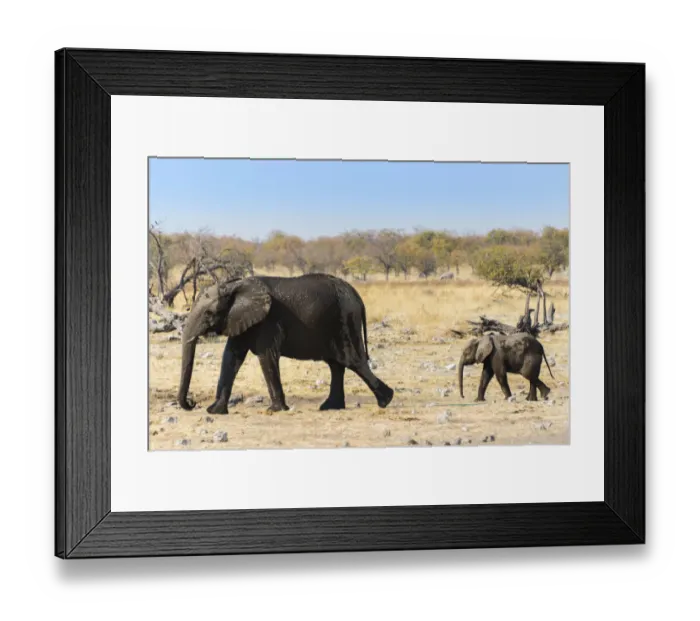 Framed Print : African Elephant -Loxodonta africana- with calf after bathing in the water of the Rietfontein waterhole, Etosha National Park, Namibia Framed Print : African Elephant -Loxodonta africana- with calf after bathing in the water of the Rietfontein waterhole, Etosha National Park, Namibia