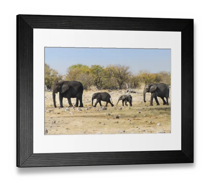Framed Print : African Elephants -Loxodonta africana- with calves after bathing in the Rietfontein waterhole, Etosha National Park, Namibia Framed Print : African Elephants -Loxodonta africana- with calves after bathing in the Rietfontein waterhole, Etosha National Park, Namibia