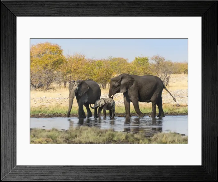 Framed Print : African Elephants -Loxodonta africana- with calf after bathing in the Rietfontein waterhole, Etosha National Park, Namibia Framed Print : African Elephants -Loxodonta africana- with calf after bathing in the Rietfontein waterhole, Etosha National Park, Namibia
