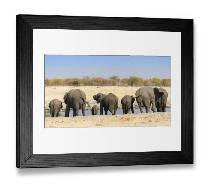 Framed Print : African Elephants -Loxodonta africana-, herd from behind drinking at the Rietfontein waterhole, Etosha National Park, Namibia Framed Print : African Elephants -Loxodonta africana-, herd from behind drinking at the Rietfontein waterhole, Etosha National Park, Namibia