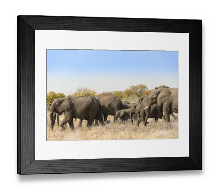 Framed Print : African elephants -Loxodonta africana-, herd moving through dry grass, Etosha National Park, Namibia Framed Print : African elephants -Loxodonta africana-, herd moving through dry grass, Etosha National Park, Namibia