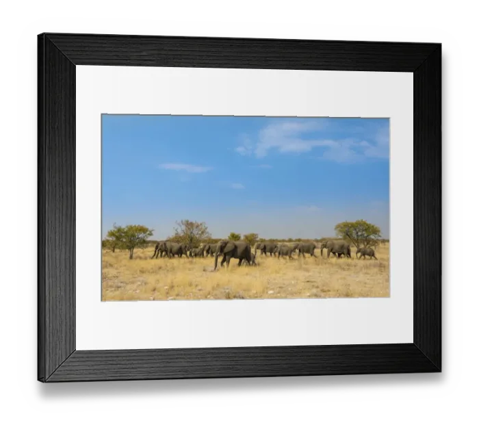 Framed Print : African elephants -Loxodonta africana-, herd moving through dry grass, Etosha National Park, Namibia Framed Print : African elephants -Loxodonta africana-, herd moving through dry grass, Etosha National Park, Namibia