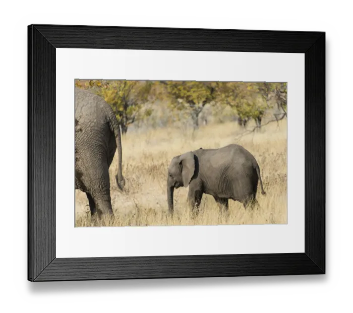 Framed Print : African Elephant -Loxodonta africana-, calf, Etosha National Park, Namibia Framed Print : African Elephant -Loxodonta africana-, calf, Etosha National Park, Namibia
