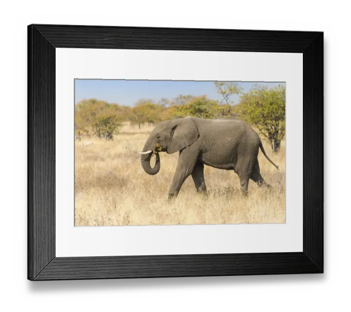 Framed Print : African Elephant -Loxodonta africana- walking through dry bushland, Etosha National Park, Namibia Framed Print : African Elephant -Loxodonta africana- walking through dry bushland, Etosha National Park, Namibia
