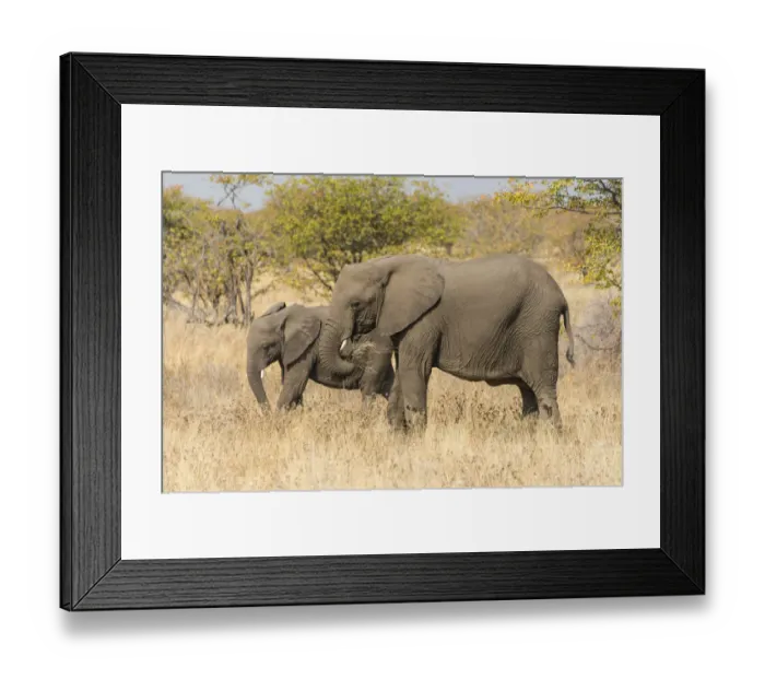 Framed Print : Two African Elephants -Loxodonta africana-, Etosha National Park, Namibia Framed Print : Two African Elephants -Loxodonta africana-, Etosha National Park, Namibia