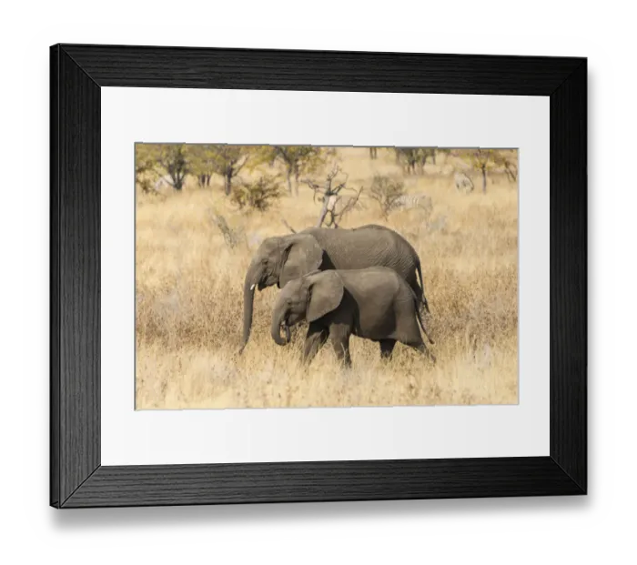 Framed Print : Two young African Elephants -Loxodonta africana- roaming the dry bushland, Etosha National Park, Namibia Framed Print : Two young African Elephants -Loxodonta africana- roaming the dry bushland, Etosha National Park, Namibia