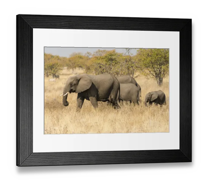 Framed Print : African Elephants -Loxodonta africana- with young animals roaming the dry bushland, Etosha National Park, Namibia Framed Print : African Elephants -Loxodonta africana- with young animals roaming the dry bushland, Etosha National Park, Namibia