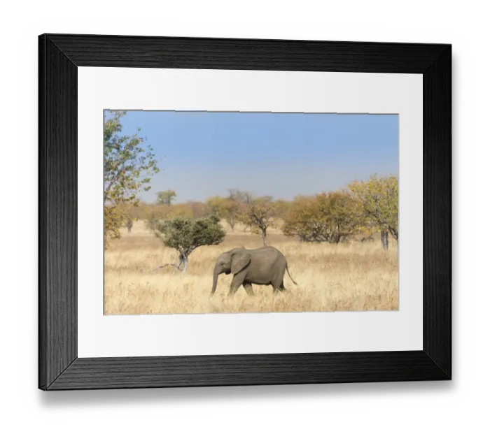 Framed Print : African Elephant -Loxodonta africana-, calf roaming the dry bushland, Etosha National Park, Namibia Framed Print : African Elephant -Loxodonta africana-, calf roaming the dry bushland, Etosha National Park, Namibia