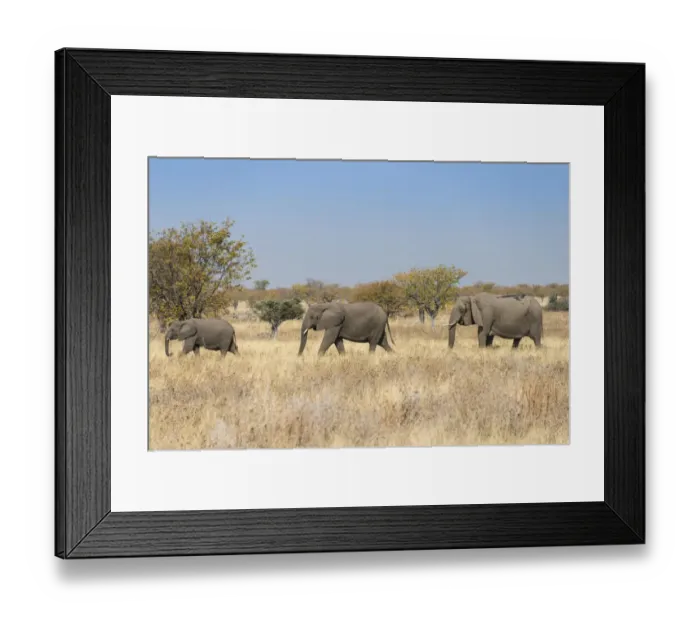 Framed Print : Three African elephants -Loxodonta africana-, moving through dry grass, Etosha National Park, Namibia Framed Print : Three African elephants -Loxodonta africana-, moving through dry grass, Etosha National Park, Namibia