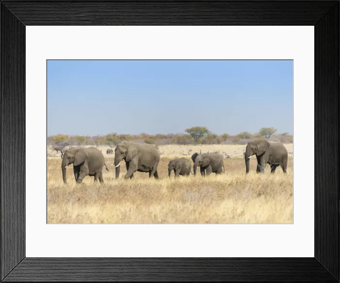 Framed Print : African elephants -Loxodonta africana-, herd moving through dry grass, Etosha National Park, Namibia