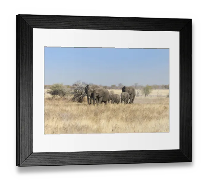 Framed Print : African elephants -Loxodonta africana-, herd moving through dry grass, Etosha National Park, Namibia Framed Print : African elephants -Loxodonta africana-, herd moving through dry grass, Etosha National Park, Namibia