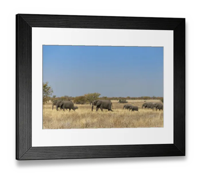 Framed Print : African elephants -Loxodonta africana-, herd moving through dry grass, Etosha National Park, Namibia Framed Print : African elephants -Loxodonta africana-, herd moving through dry grass, Etosha National Park, Namibia