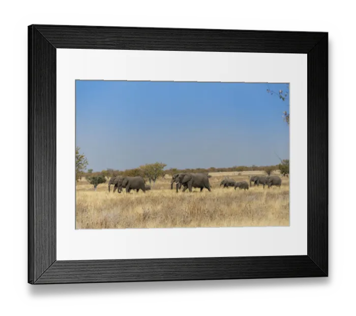 Framed Print : African elephants -Loxodonta africana-, herd moving through dry grass, Etosha National Park, Namibia Framed Print : African elephants -Loxodonta africana-, herd moving through dry grass, Etosha National Park, Namibia