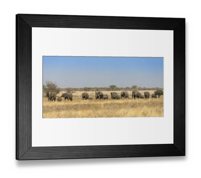 Framed Print : African elephants -Loxodonta africana-, herd moving through dry grass, Etosha National Park, Namibia Framed Print : African elephants -Loxodonta africana-, herd moving through dry grass, Etosha National Park, Namibia