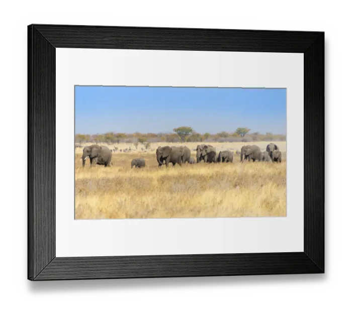 Framed Print : African elephants -Loxodonta africana-, herd moving through dry grass, Etosha National Park, Namibia Framed Print : African elephants -Loxodonta africana-, herd moving through dry grass, Etosha National Park, Namibia
