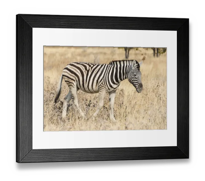 Framed Print : Young Plains Zebra or Burchells Zebra -Equus quagga burchelli-, Etosha National Park, Namibia Framed Print : Young Plains Zebra or Burchells Zebra -Equus quagga burchelli-, Etosha National Park, Namibia