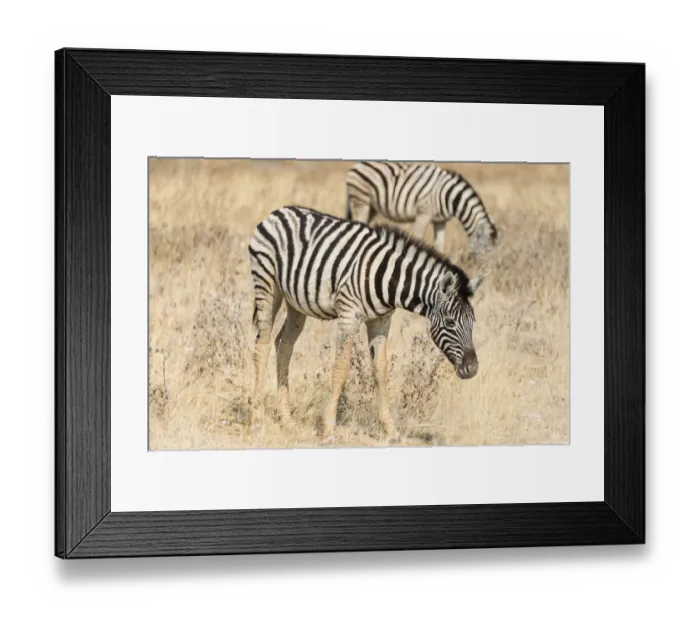 Framed Print : Plains Zebras or Burchells Zebras -Equus quagga burchelli-, grazing, Etosha National Park, Namibia Framed Print : Plains Zebras or Burchells Zebras -Equus quagga burchelli-, grazing, Etosha National Park, Namibia