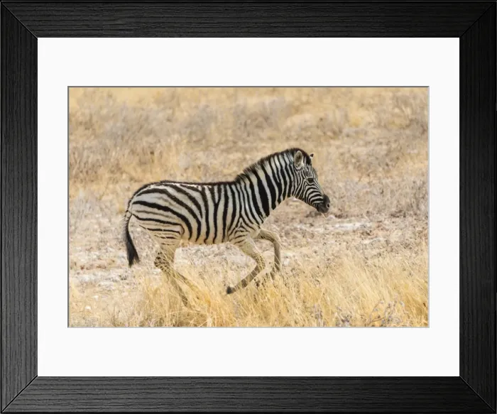 Framed Print : Young Plains Zebra or Burchells Zebra -Equus quagga burchelli- running through dry grass, Etosha National Park, Namibia Framed Print : Young Plains Zebra or Burchells Zebra -Equus quagga burchelli- running through dry grass, Etosha National Park, Namibia