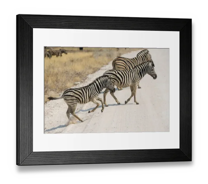 Framed Print : Plains Zebras or Burchells Zebras -Equus quagga burchelli- crossing a road, Etosha National Park, Namibia Framed Print : Plains Zebras or Burchells Zebras -Equus quagga burchelli- crossing a road, Etosha National Park, Namibia