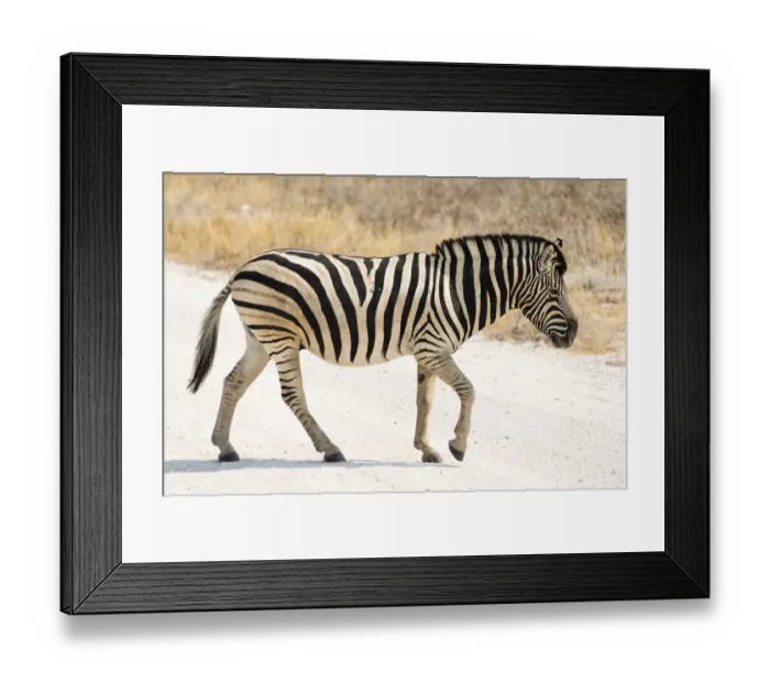 Framed Print : Plains Zebra or Burchells Zebra -Equus quagga burchelli- crossing a road, Etosha National Park, Namibia Framed Print : Plains Zebra or Burchells Zebra -Equus quagga burchelli- crossing a road, Etosha National Park, Namibia