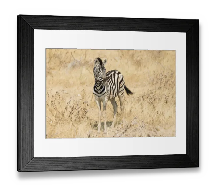 Framed Print : Young Plains Zebra or Burchells Zebra -Equus quagga burchelli- standing in dry bushland, Etosha National Park, Namibia Framed Print : Young Plains Zebra or Burchells Zebra -Equus quagga burchelli- standing in dry bushland, Etosha National Park, Namibia
