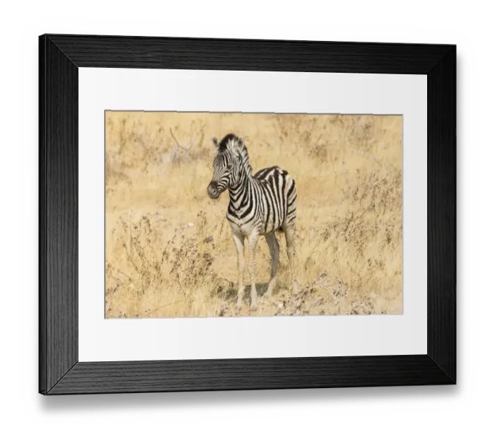 Framed Print : Young Plains Zebra or Burchells Zebra -Equus quagga burchelli- standing in dry bushland, Etosha National Park, Namibia Framed Print : Young Plains Zebra or Burchells Zebra -Equus quagga burchelli- standing in dry bushland, Etosha National Park, Namibia