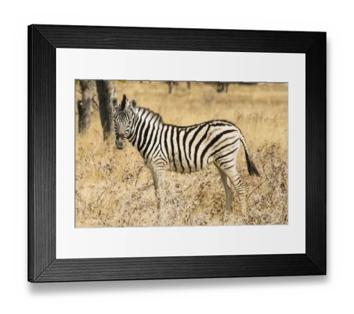Framed Print : Young Plains Zebra or Burchells Zebra -Equus quagga burchelli- standing in bushland, Etosha National Park, Namibia Framed Print : Young Plains Zebra or Burchells Zebra -Equus quagga burchelli- standing in bushland, Etosha National Park, Namibia
